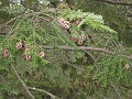 Mackinaw Island Area May 2008 1129